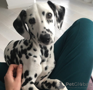 Photos supplémentaires: Chiot dalmatien avec pedigree et parents champions https // obyava.ua / ru /