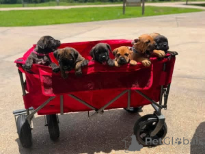 Photo №2 de l'annonce № 173398 de la vente cane corso - acheter à Danemark annonce privée, éleveur