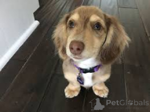 Photo №4. Je vais vendre teckel en ville de Киль.  - prix - négocié