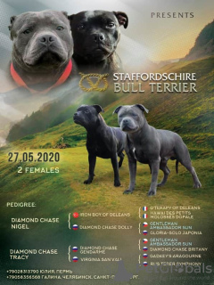 Photo №1. staffordshire bull terrier - à vendre en ville de Saint-Pétersbourg | 607€ | Annonce №7243