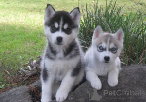 Photo №1. husky de sibérie - à vendre en ville de Auckland | Gratuit | Annonce №130792