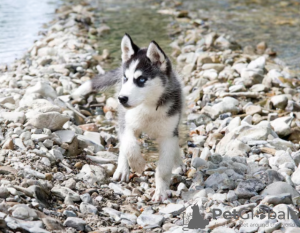 Photo №1. chien bâtard - à vendre en ville de Stockholm | négocié | Annonce №96376