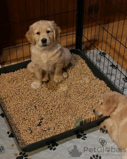 Photo №2 de l'annonce № 131370 de la vente golden retriever - acheter à L'Autriche annonce privée