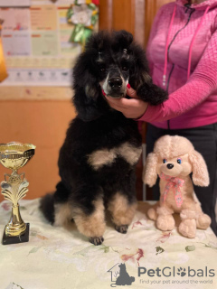 Photo №1. chien bâtard - à vendre en ville de Москва | Gratuit | Annonce №93668