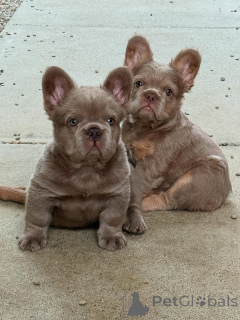 Photo №1. bouledogue - à vendre en ville de Berlin | négocié | Annonce №155482