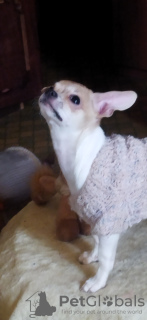 Photo №3. Petite fille Lilu KSU.. Ukraine