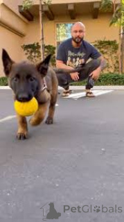 Photo №3. Belgische Malinois-puppy's te koop. Belgique