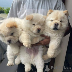 Photo №1. chow-chow - à vendre en ville de Berlin | 379€ | Annonce №56597