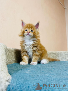 Photo №2 de l'annonce № 125718 de la vente maine coon - acheter à Allemagne annonce privée