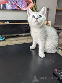 Photo №3. Chatons British Shorthair - FAIBLE COÛT, MEILLEURE QUALITÉ. La Grande-Bretagne