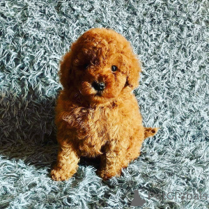Photo №1. caniche royale - à vendre en ville de Omerville | négocié | Annonce №174897