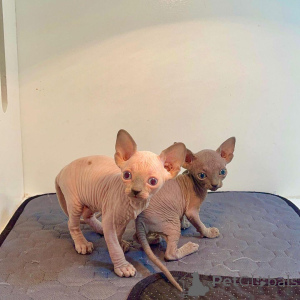 Photo №2 de l'annonce № 135882 de la vente sphynx - acheter à USA 