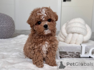 Photo №2 de l'annonce № 145973 de la vente maltipu - acheter à Australie éleveur