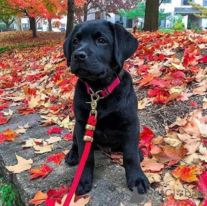Photo №3. Chiots Labrador retriever mâles et femelles disponibles. La Grande-Bretagne