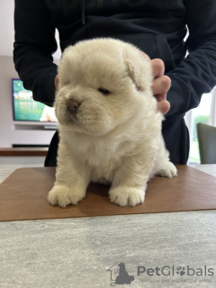 Photo №1. chow-chow - à vendre en ville de Nuremberg | 550€ | Annonce №131020