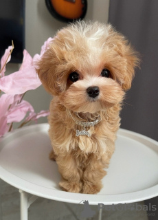 Photo №4. Je vais vendre maltipu en ville de Москва. de la fourrière, éleveur - prix - 10472€