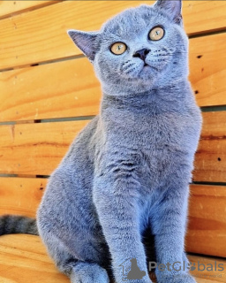 Photo №4. Je vais vendre british shorthair en ville de Munich. annonce privée - prix - 473€