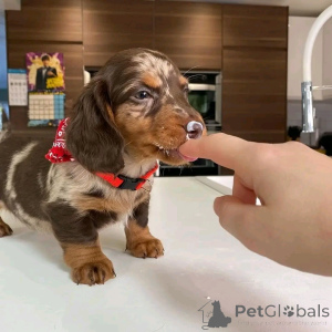 Photo №3. Mini-Dackelwelpen Zur Adoption. Allemagne