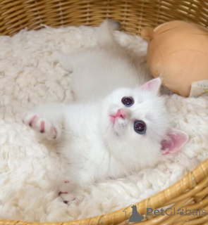 Photo №1. british shorthair - à vendre en ville de En premier plan | négocié | Annonce № 176447
