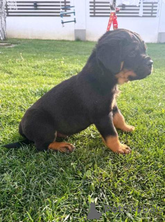 Photo №3. Chiots rottweilers. Serbie