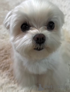 Photo №1. bichon maltais - à vendre en ville de Alavus | 450€ | Annonce №164462