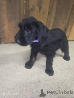 Photo №1. schnauzer géant - à vendre en ville de Komrat | négocié | Annonce №173081