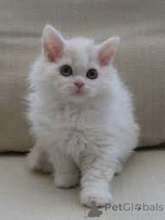 Photo №1. selkirk rex à poil ras - à vendre en ville de Espoo | Gratuit | Annonce № 171571
