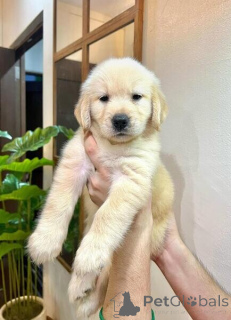 Photo №1. golden retriever - à vendre en ville de Colorado City | 531€ | Annonce №135570