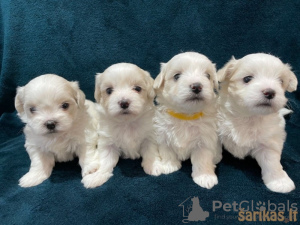 Photo №1. bichon maltais - à vendre en ville de Дублин | 400€ | Annonce №58327