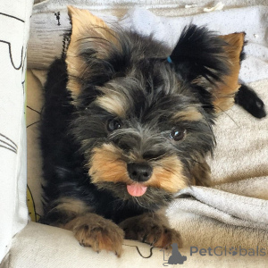 Photo №1.  - à vendre en ville de Manchester | Gratuit | Annonce №163243