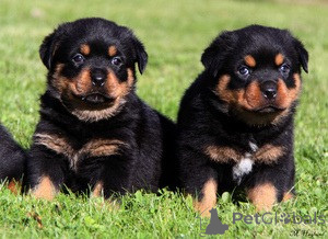 Photo №1. rottweiler - à vendre en ville de Espoo | négocié | Annonce №173989