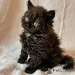 Photo №2 de l'annonce № 172715 de la vente selkirk rex à longs poils - acheter à Belgique annonce privée, éleveur