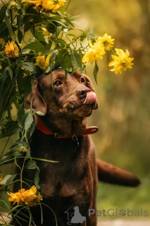 Photo №4. Je vais vendre labrador retriever en ville de Khimki. annonce privée - prix - Gratuit