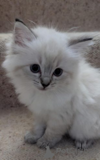 Photo №1. ragdoll - à vendre en ville de Aleksandrów Kujawski | 2700€ | Annonce № 158943