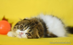 Photo №4. Je vais vendre scottish fold en ville de Minsk. annonce privée - prix - 94€