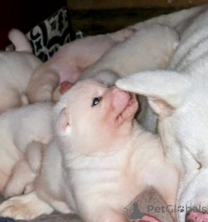 Photo №4. Je vais vendre spitz japonais en ville de Birkenwerder.  - prix - 339€