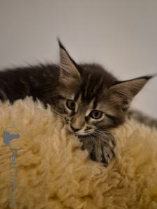 Photo №1. maine coon - à vendre en ville de Zindelfingen | négocié | Annonce № 159464