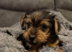 Photo №2 de l'annonce № 88564 de la vente yorkshire terrier - acheter à Grèce annonce privée