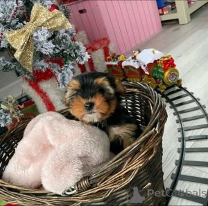 Photo №3. Chiots de race pure Yorkie contactez WhatsApp Business 447450021323. La finlande