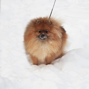 Photos supplémentaires: Tricoter jeune mâle Spitz Pomeranian