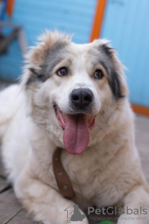 Photo №4. Je vais vendre berger d'asie centrale en ville de Москва.  - prix - Gratuit