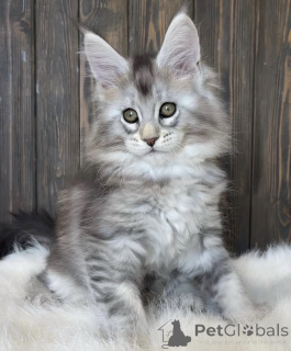 Photo №2 de l'annonce № 161710 de la vente maine coon - acheter à USA éleveur