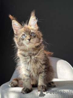Photo №2 de l'annonce № 154918 de la vente maine coon - acheter à Allemagne éleveur