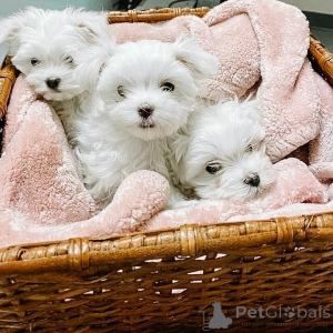 Photo №1. bichon maltais - à vendre en ville de Grimsy | 350€ | Annonce №170064