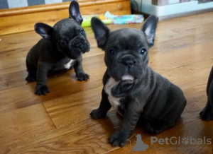 Photo №1. bouledogue - à vendre en ville de Bremen | 400€ | Annonce №130439