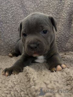 Photo №3. Puissance pure et amour incassable Chiot Staffordshire Bull Terrier. République Tchèque