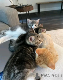 Photo №1. maine coon - à vendre en ville de Aalen | 533€ | Annonce № 154633