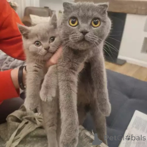 Photo №1. scottish fold - à vendre en ville de Schenefeld | 368€ | Annonce № 167272