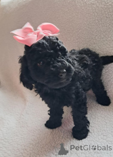 Photo №1. caniche (jouet) - à vendre en ville de Lépie | 560€ | Annonce №172197