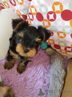Photo №1. biewer yorkshire terrier - à vendre en ville de Orlando | 850€ | Annonce №147667